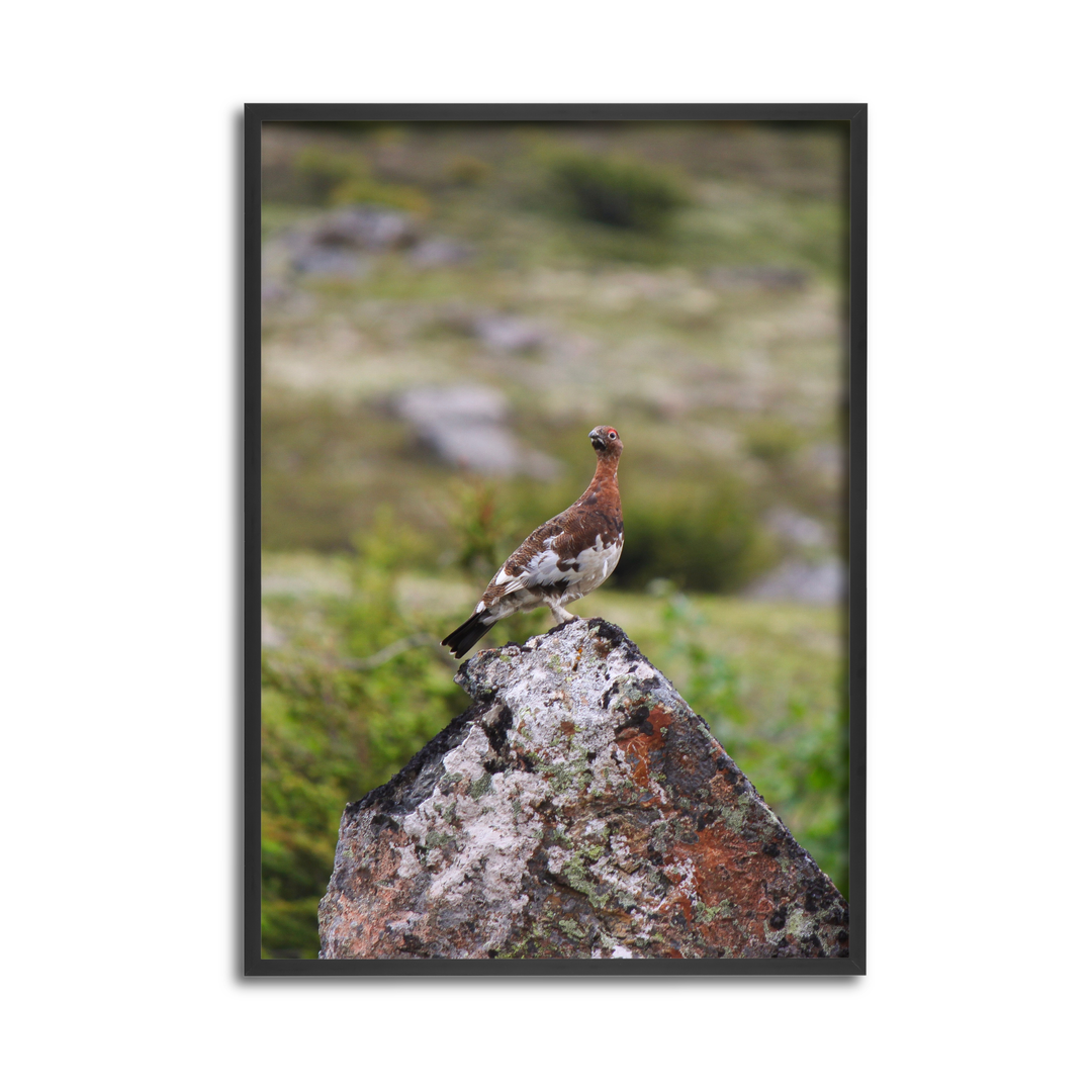 Ptarmigan