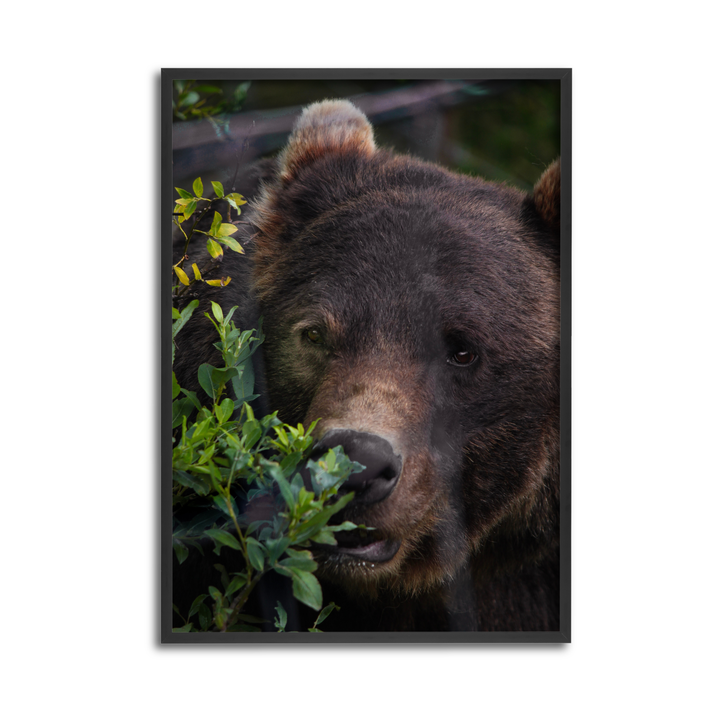 A bear necessity