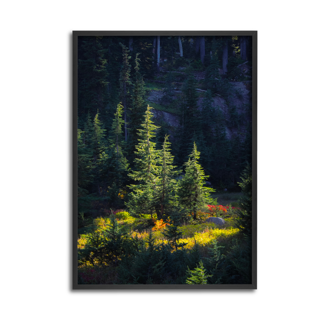 Nature's Spotlight