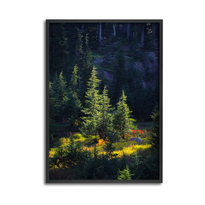 Nature's Spotlight